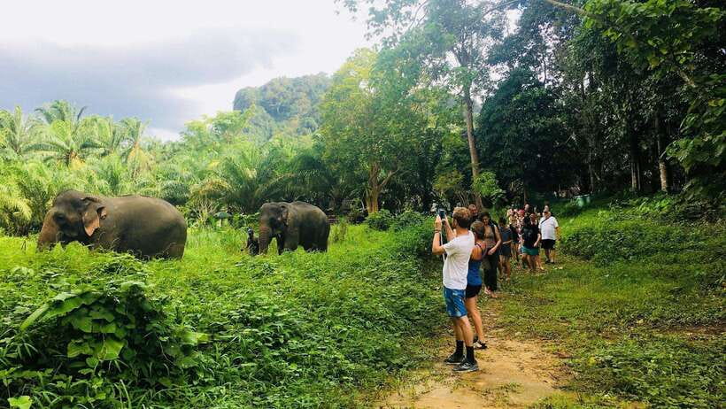 Khao Sok: Ethical Elephant Experience & Nature Walk - Your 1-hour flow at the sanctuary