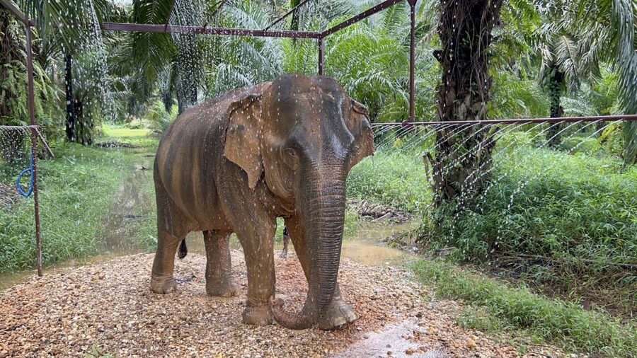 Khao Sok: Ethical Elephant Sanctuary Visit - Key Points You Should Know Before You Go