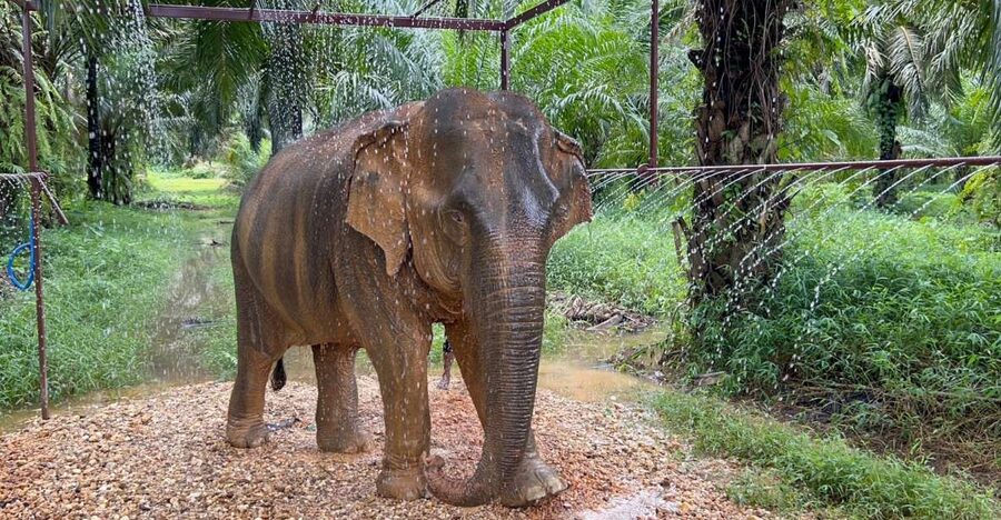 Khao Sok: Ethical Elephant Sanctuary Visit - Meeting the Elephants at Their Speed: Feeding and Gentle Scratching