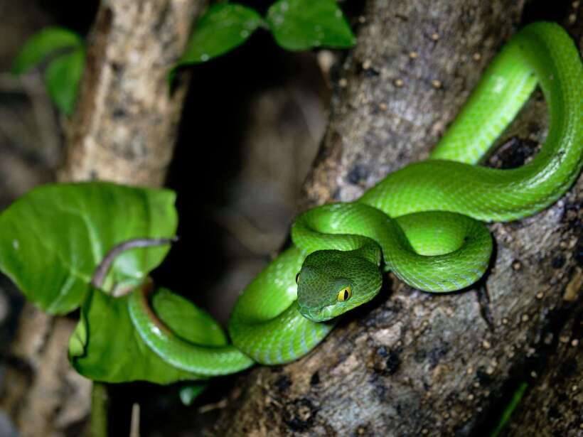 Khao Sok: Private Night Safari Adventure w/ Hotel Transfer - Quick take: what matters most on this Khao Sok night safari