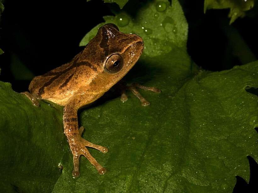 Khao Sok: Private Night Safari Adventure w/ Hotel Transfer - How the guides find animals: from Aunni to Diamond and Mint