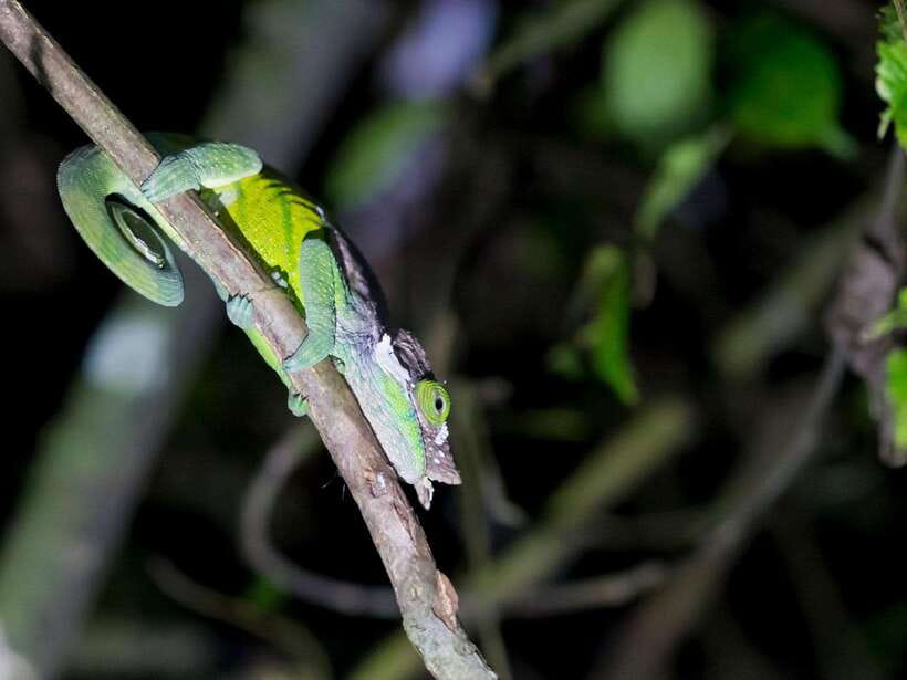 Khao Sok: Private Night Safari Adventure w/ Hotel Transfer - Price and value: is $48 per person worth it?