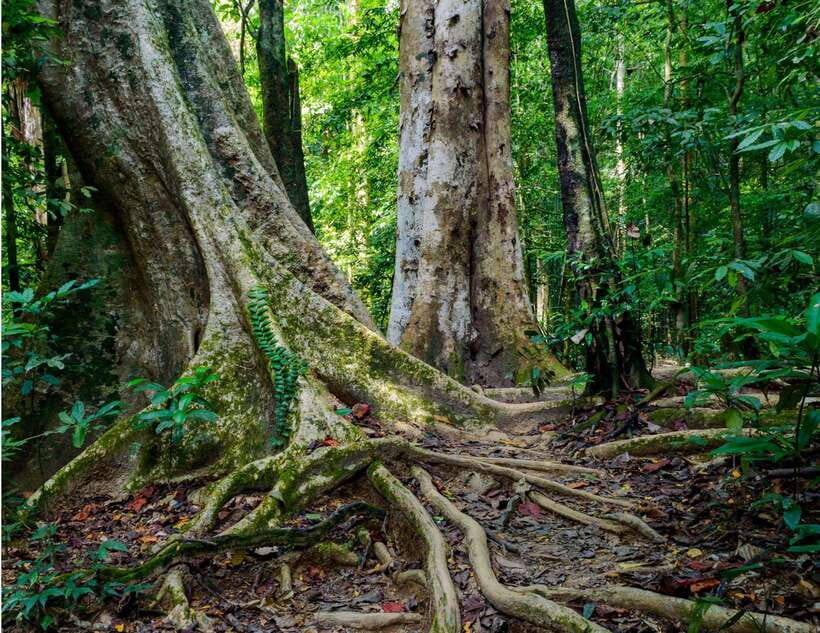 Khao Sok: Private Waterfalls and Wildlife Half-Day Trek - Should You Book This Khao Sok Private Waterfalls and Wildlife Half-Day Trek?