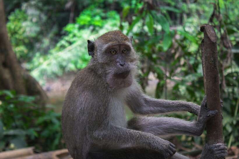 Khao Sok: Private Waterfalls and Wildlife Half-Day Trek - Wildlife Spotting That Depends on the Guide, Not Luck