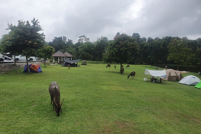 Khao Yai National Park Full Day - Lamtakong Campground deer stop: quick, easy, and photogenic