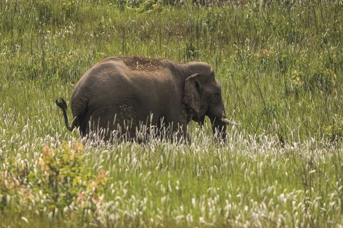Khao Yai National Park Full-Day From Bangkok - Including Ticket - Price and value: what $78.27 really covers