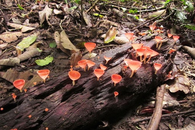 Khao Yai National Park Hiking Day Tour: Haew Narok and Haew Suwat - Sai Sorn Reservoir: a short stop that can pay off with wildlife