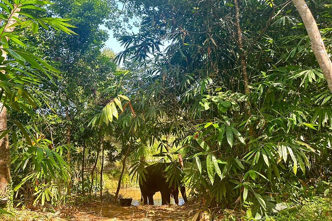Khaolak Elephant Sanctuary, Cooking Class and Waterfall Tour - Lunch at the Elephant Camp: Keep It Simple