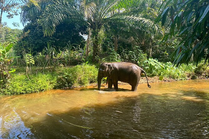 Khaolak Elephant Sanctuary, Cooking Class and Waterfall Tour - Price and Value: What $126.35 Really Buys You
