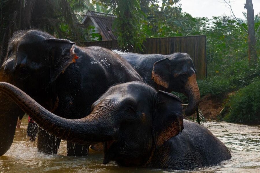 Khaolak: Elephant Sanctuary Guided Tour with Hotel Transfers - Tips to make your visit smoother