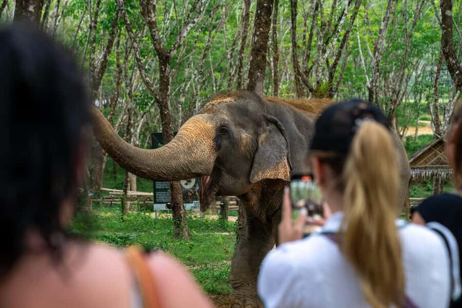 Khaolak: Elephant Sanctuary Guided Tour with Hotel Transfers - Feeding the elephants: the “basket” moment and what to watch
