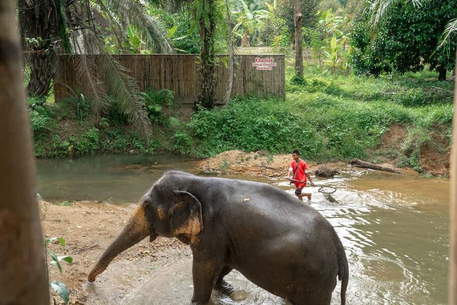 Khaolak: Elephant Sanctuary Guided Tour with Hotel Transfers - Unlimited photos and the guide’s role in getting better shots