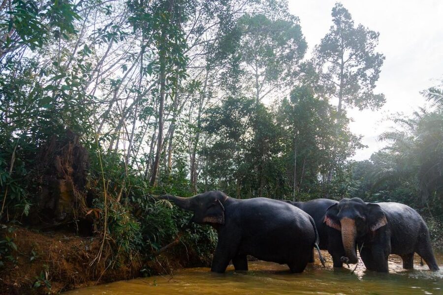 Khaolak: Elephant Sanctuary Guided Tour with Hotel Transfers - Why the $51 price can still feel fair (or not)