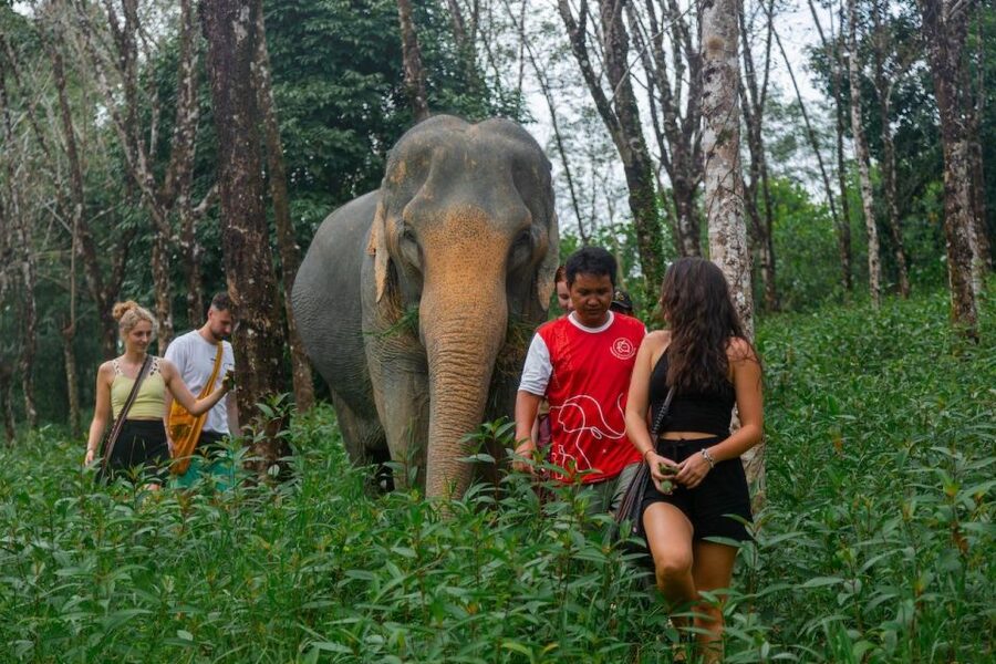 Khaolak: Sunset Elephant Walk with Complimentary Cocktail - Key Things You’ll Notice on This Sunset Elephant Walk