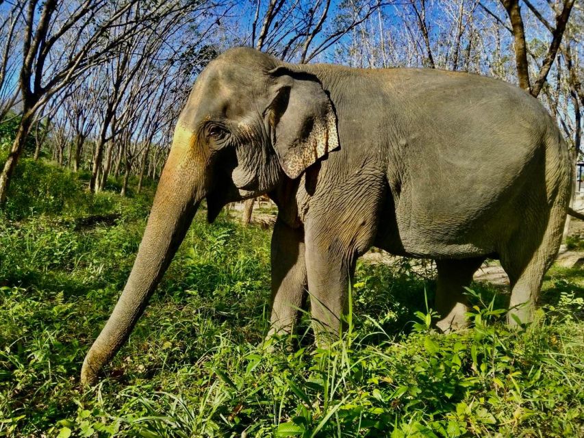 Khaolak: Sunset Elephant Walk with Complimentary Cocktail - The Short Jungle Walk at Sunset, and What Makes It Good
