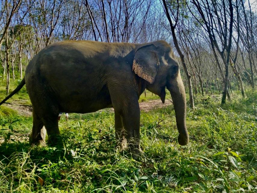 Khaolak: Sunset Elephant Walk with Complimentary Cocktail - Transfer Back to Khao Lak, Plus One Logistic You Should Confirm