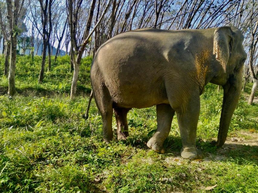 Khaolak: Sunset Elephant Walk with Complimentary Cocktail - What’s Not Included (and Why It Matters)