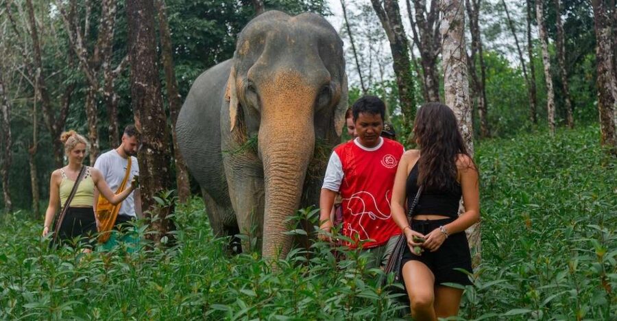 Khaolak: Sunset Elephant Walk with Complimentary Cocktail - Cocktails First, Why That Moment Works