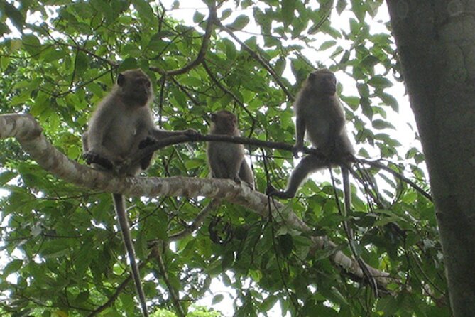 Khaosok Jungle Exploration from Khaolak - What to pack and how to handle the physical side