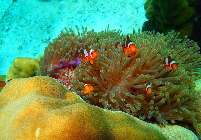Ko Lanta: Full-Day Snorkel Trip to Phi Phi & Bamboo Islands - Maya Bay Snorkel: Beautiful Water, Real-World Crowds