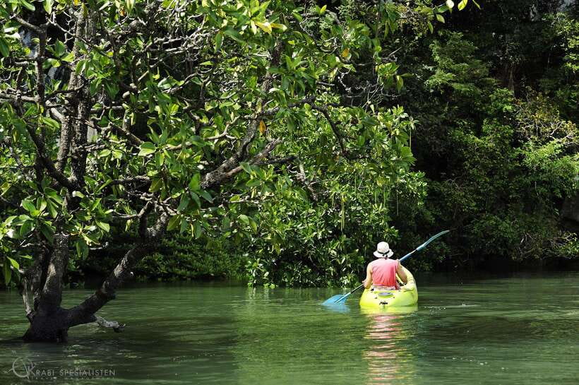 Ko Lanta: Half-Day Mangrove Kayaking Tour with Lunch - Ban Thung Yee Peng Mangroves: The Wildlife You Actually Get to See