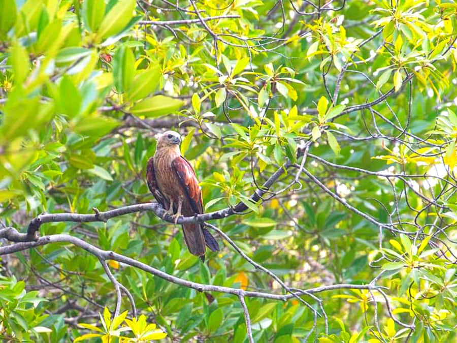 Ko Lanta: Mangrove Forest Boat Tour with Lunch or Dinner - Key takeaways