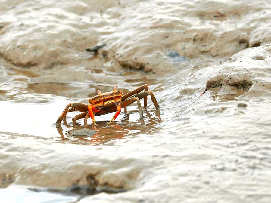 Ko Lanta: Mangrove Forest Boat Tour with Lunch or Dinner - What you’ll see: monkeys, crabs, eagles, and the mangrove “small stuff”