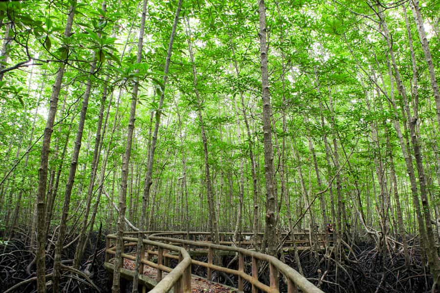 Ko Lanta: Mangrove Forest Boat Tour with Lunch or Dinner - Who should book this Ko Lanta mangrove tour, and who should skip it