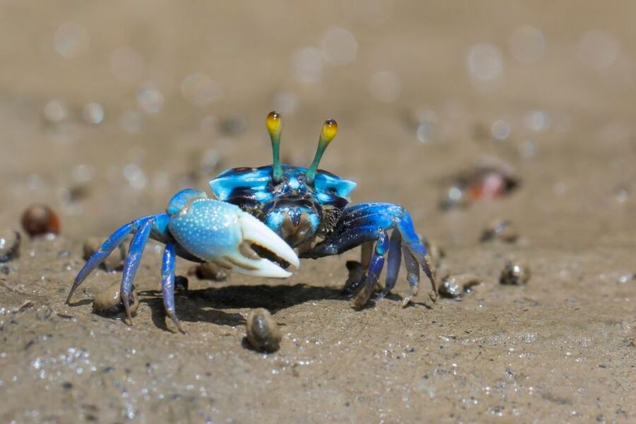 Ko Lanta: Mangrove Kayaking, Ko Talabeng, & Skull Island - Getting there: pickup, pier transfer, and longtail boat stops