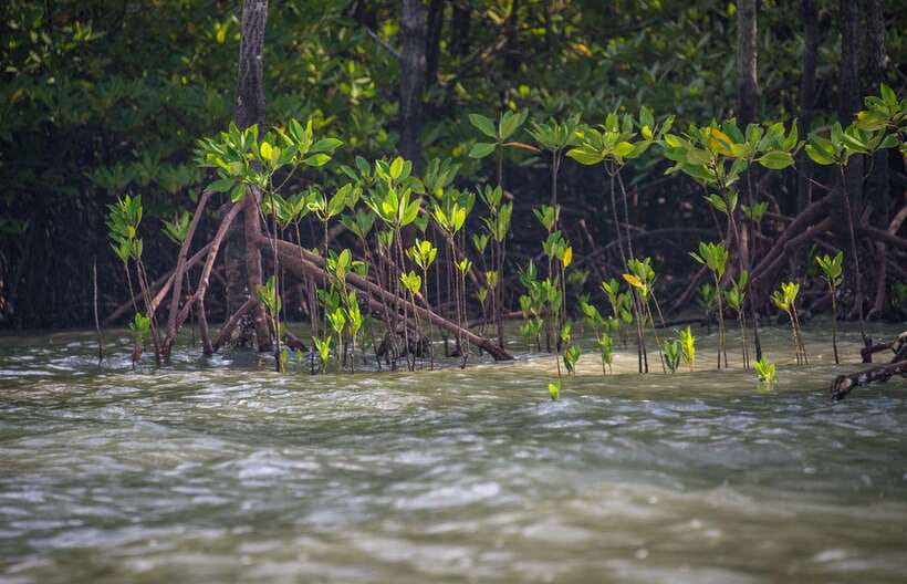 Ko Lanta: Mangrove Kayaking with Lunch and Hotel Transfer - Who should book this mangrove kayak, and who should skip it