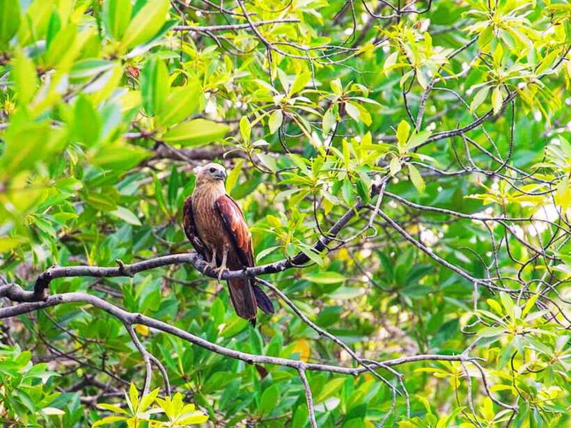Ko Lanta: Mangrove Kayaking with Lunch and Hotel Transfer - Practical tips to make the day smoother