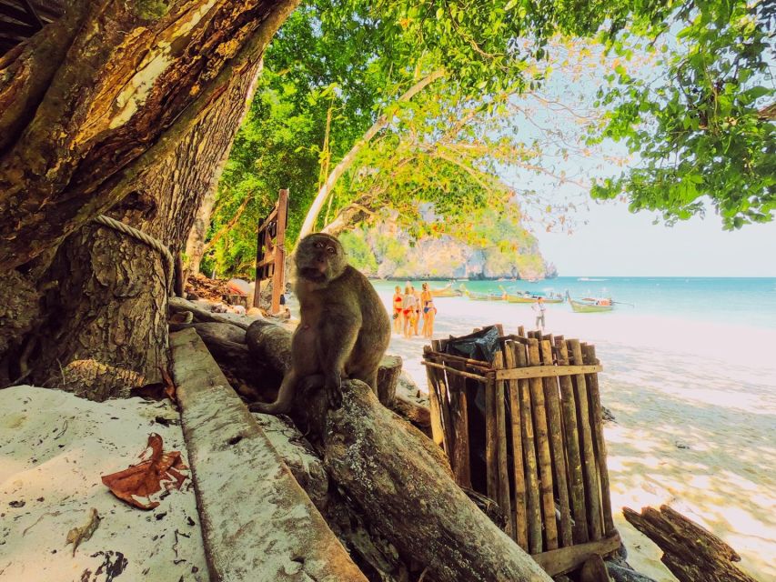 Ko Lanta: Phi Phi Day Trip by Speed Boat - Monkey Bay snorkeling: what you get, and what can change