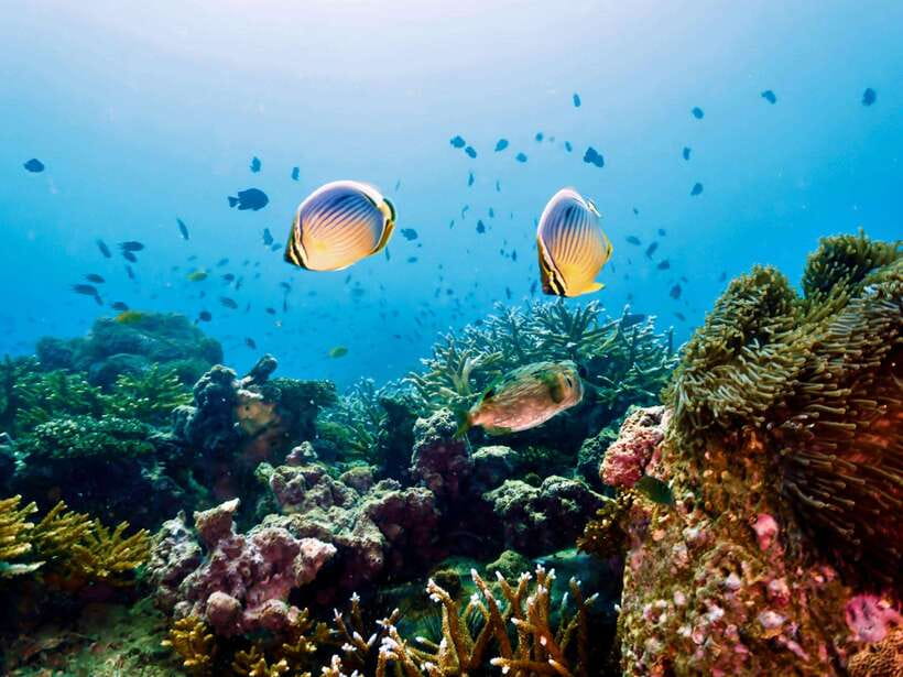 Ko Lanta: Snorkeling Adventure Tour to Koh Rok and Koh Haa - Who this Ko Lanta snorkeling tour fits best