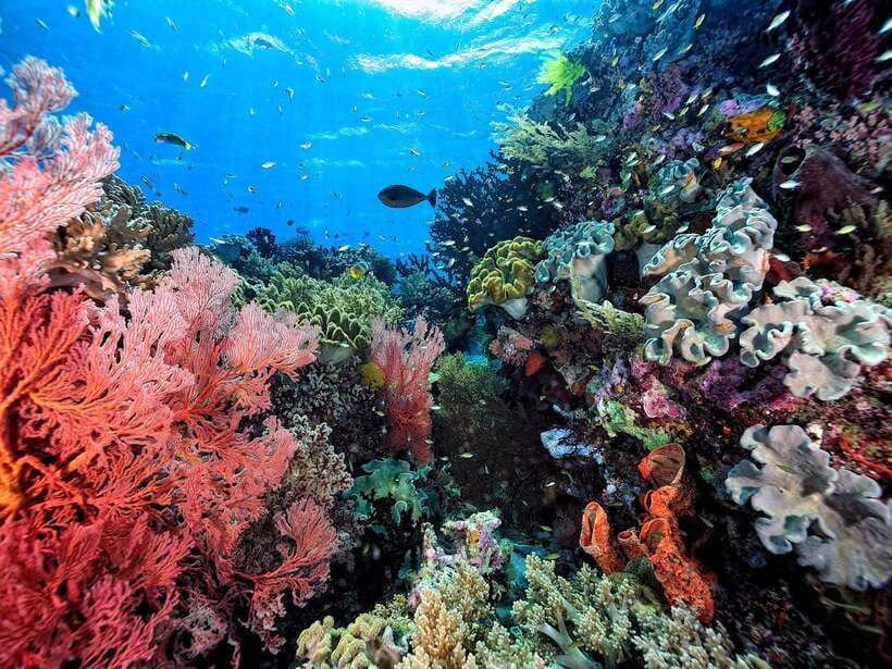 Ko Lanta: Snorkeling Adventure Tour to Koh Rok and Koh Haa - Getting from your hotel to Saladan Pier without stress