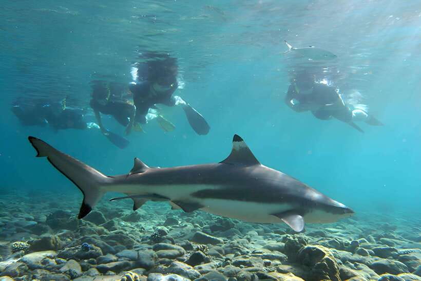 Ko Phi Phi Don: Speedboat Day Trip with Shark Snorkeling - Speedboat Schedule and the Real Feel of a 5-Hour Trip