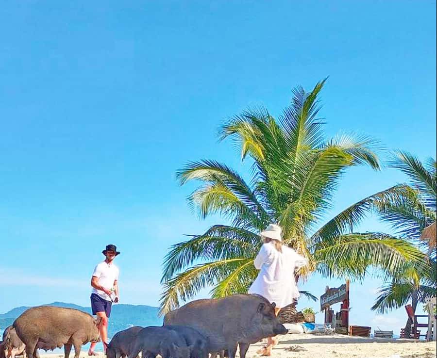 Ko Samui: Pig Island Snorkeling and Koh Tan Speedboat Tour - Key things to know before you go