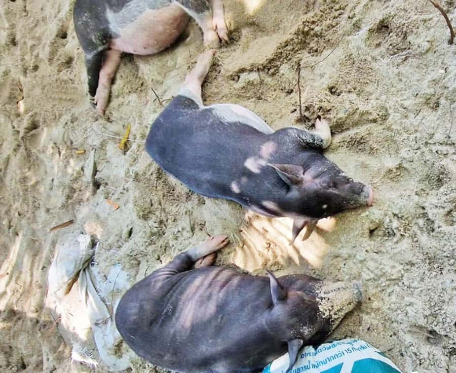 Ko Samui: Pig Island Snorkeling and Koh Tan Speedboat Tour - What the beach lunch (and soft drinks) are really like