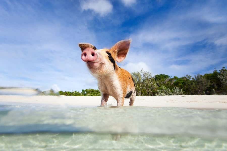 Ko Samui: Private Longtail Boat Tour to Koh Madsum & Koh Tan - Koh Madsum (Pig Island): beach time, friendly pigs, and what to do