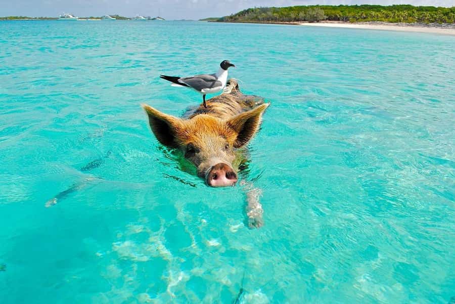 Ko Samui: Private Longtail Boat Tour to Koh Madsum & Koh Tan - The practical stuff that makes or breaks your comfort