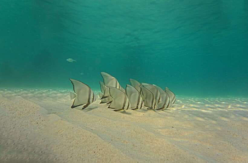 Ko Tao: Late Riser Snorkeling Tour with Lunch and Photos - Safety, guide style, and the photo trick you should use