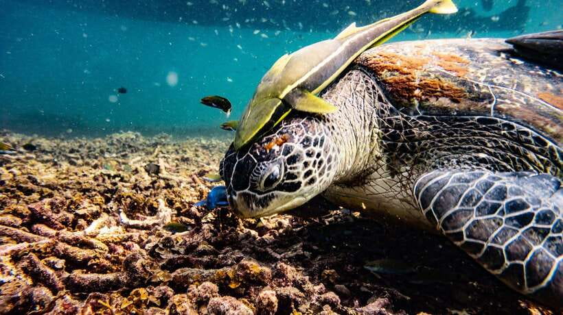 Ko Tao: Morning Trip to Ko Nangyuan’s Serene Oasis by Oxygen - Japanese Reef Garden snorkeling: shallow, colorful, and beginner friendly