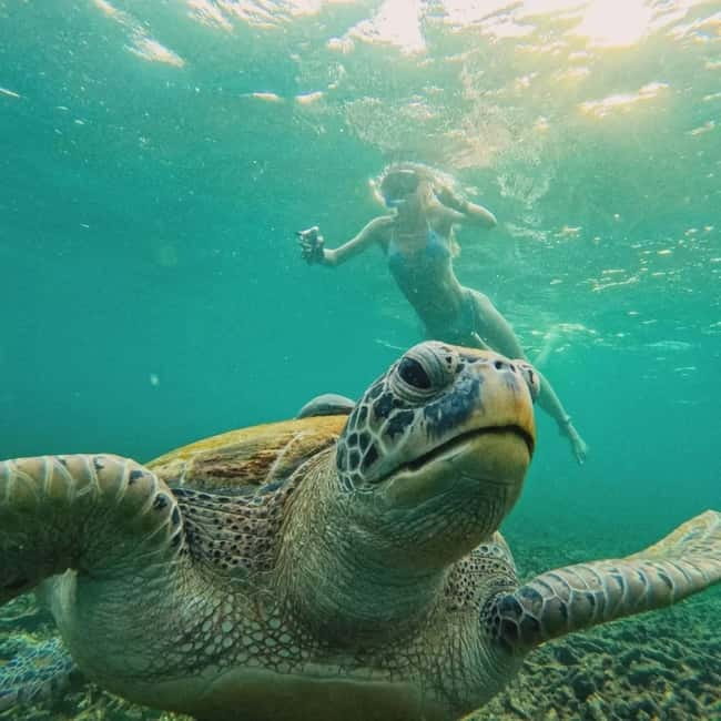 Ko Tao: Tao-Nangyuan Snorkeling Day Trip with Meals & Sunset - Ao Hin Wong: shallow water, sardines, and low-key action
