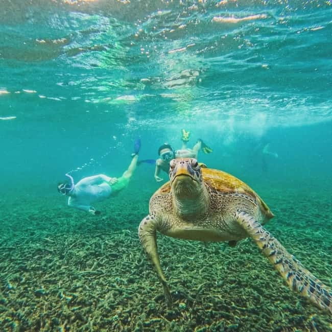Ko Tao: Tao-Nangyuan Snorkeling Day Trip with Meals & Sunset - Aow Leuk: many fish, and occasional harmless sharks