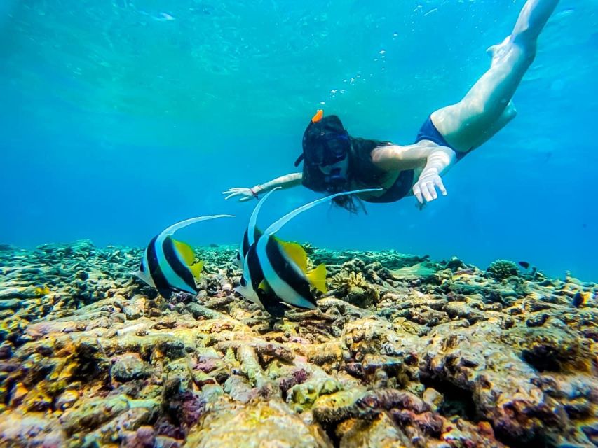 Ko Tao: Tao-Nangyuan Snorkeling Day Trip with Meals & Sunset - Shark Bay: deeper watching for turtles and blacktip reef sharks