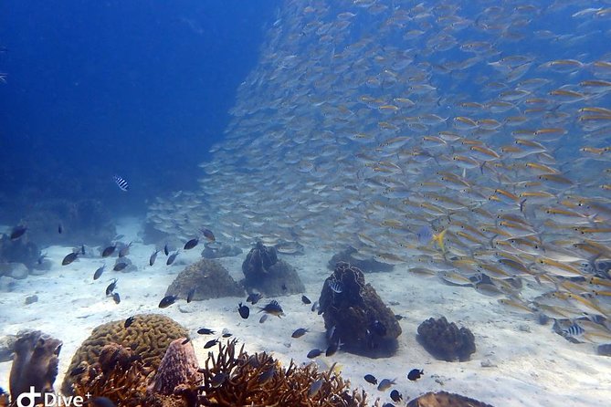 Koh Chang Dive Trip Including 3 Dives (Start at Koh Chang) - Choosing your underwater route around Koh Chang