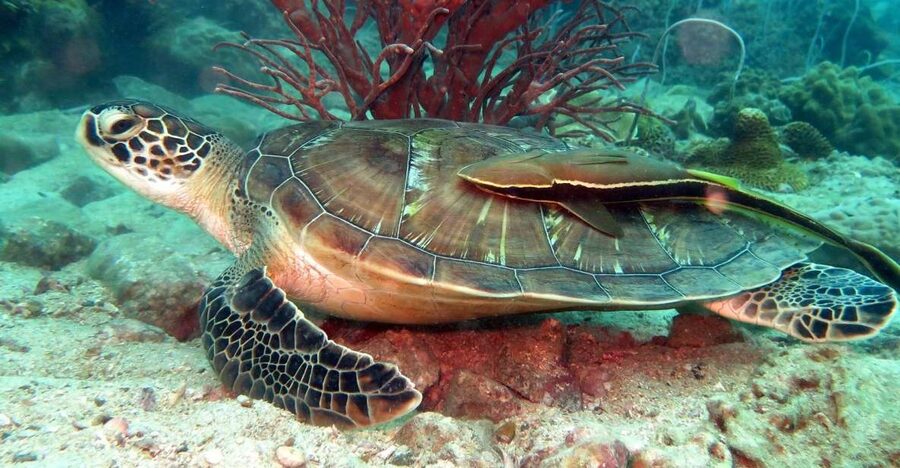 Koh Chang: Half-Day Snorkeling Adventure on a Speedboat - Snorkel stop 1: coral reefs, anemones, and reef fish you can actually see