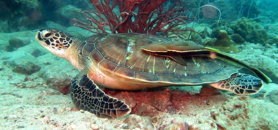 Koh Chang: Half-Day Snorkeling Adventure on a Speedboat - Speedboat ride notes: what the fast route gets you (and what to watch)