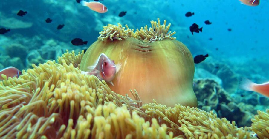 Koh Chang: Snorkeling Trip to Reefs or Wrecks with Lunch - HTMS Chang wreck and local reefs: why this option gets attention