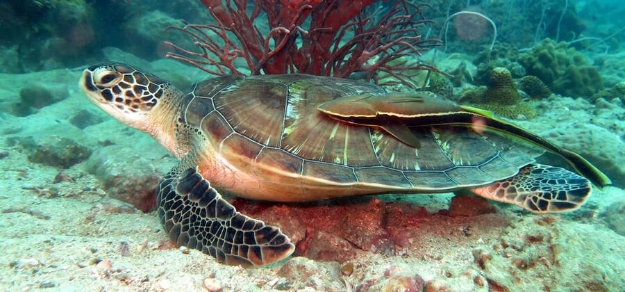 Koh Kood or Koh Rang: Snorkeling Day Trip with Buffet Lunch - Key things to know before you go