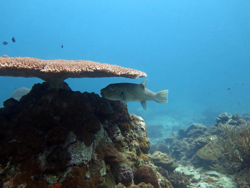 Koh Kood or Koh Rang: Snorkeling Day Trip with Buffet Lunch - Koh Kood or Koh Rang, and why your day changes with the sea